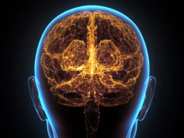 Pesquisadores da Stanford revelam divisão no desenvolvimento cerebral
