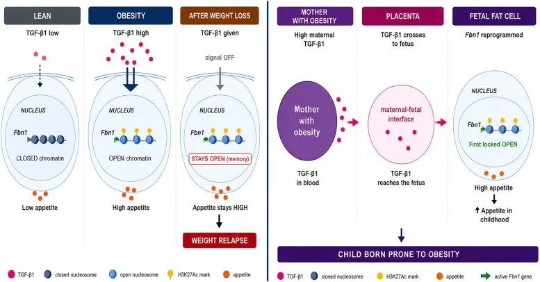 Impacts of TGF β1