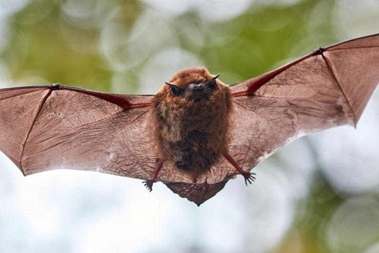 Little Flying Bat Forest