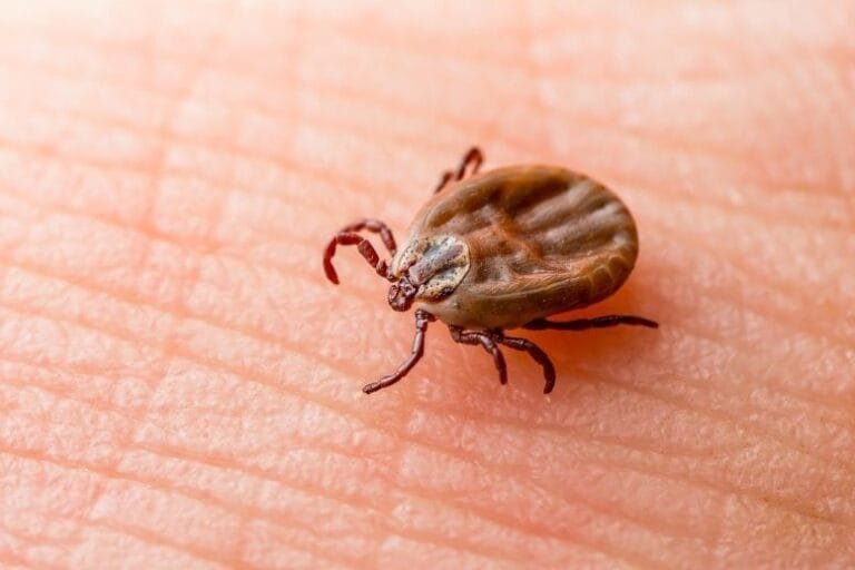 Novo vírus transmitido por carrapatos é identificado na China
