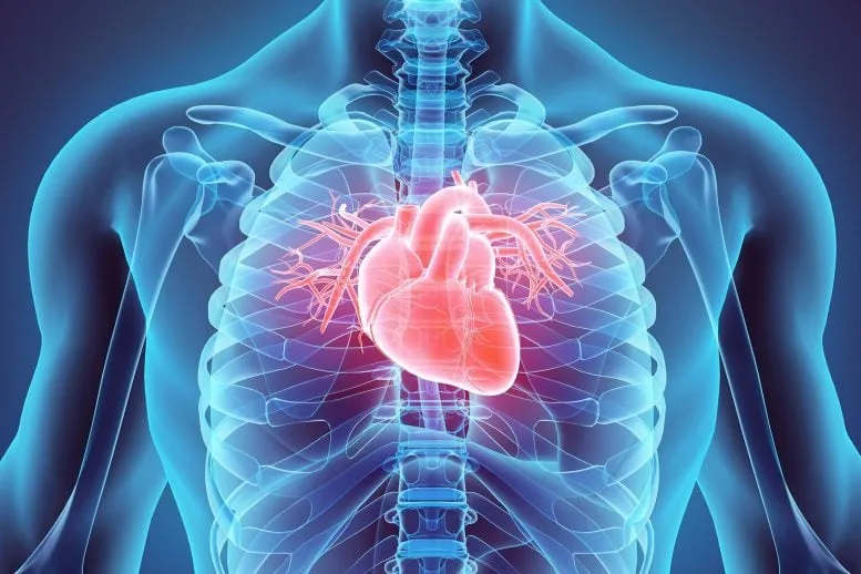 Male Medical Anatomy Human Heart Close
