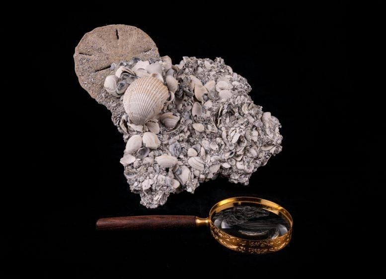 Marine Fossils From Ocean Sediments