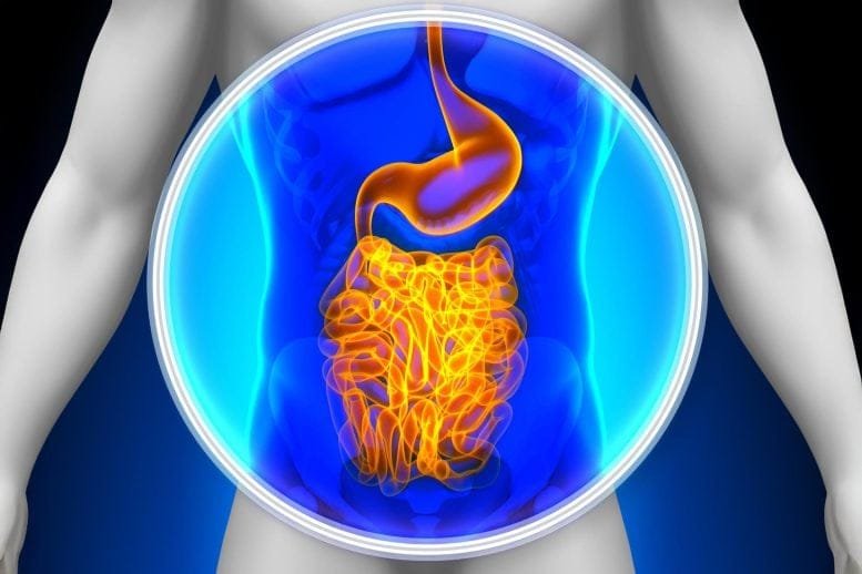 Medical X Ray Scan Human Guts Digestive System Crop