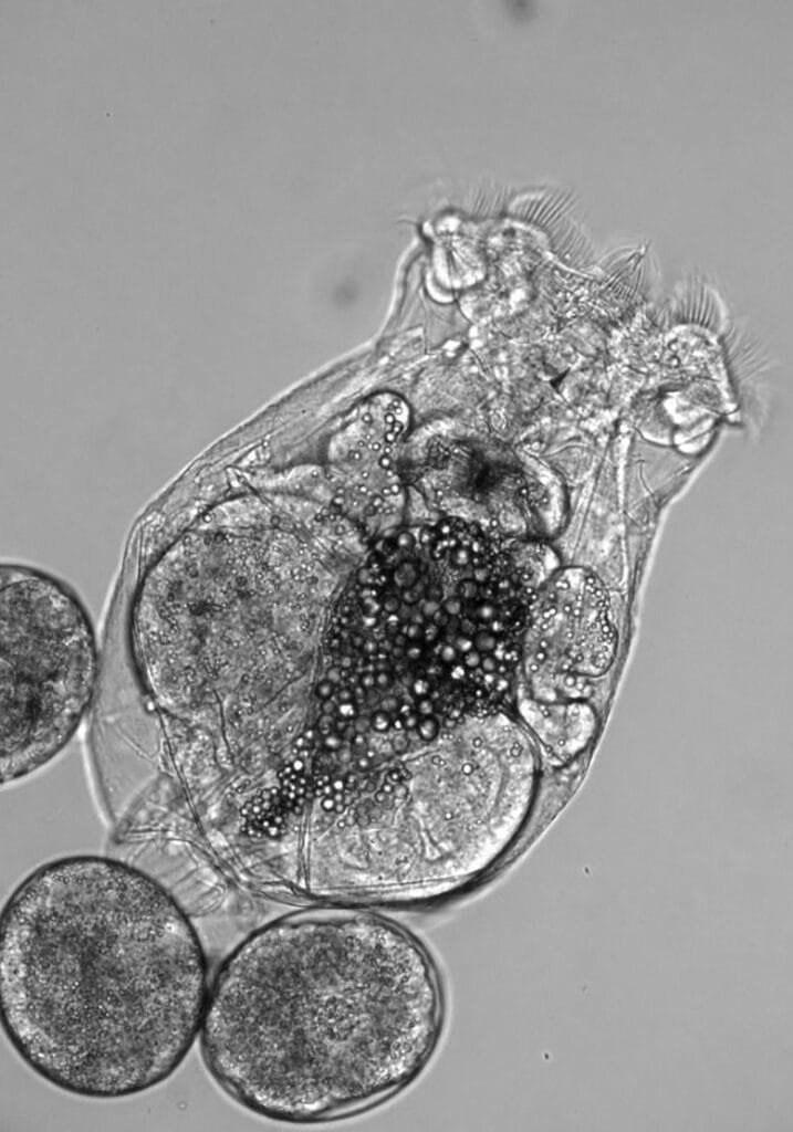 Microscopic View of a Rotifer