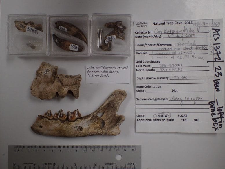 Miracinonyx Skull Samples From Natural Trap Cave, Wyoming