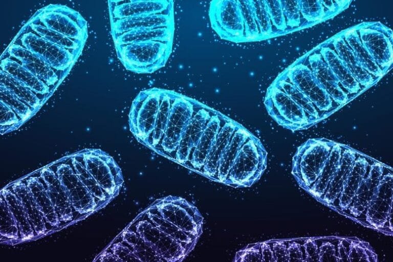 Células senescentes alteram metabolismo e inflamam com a idade