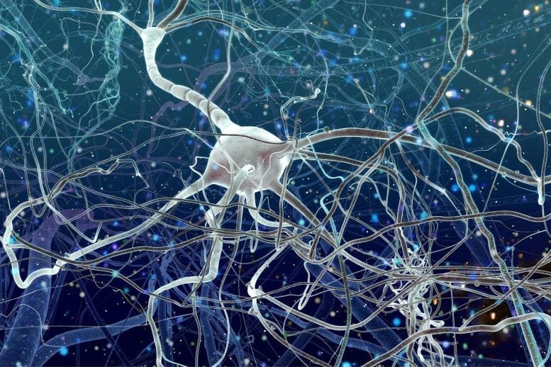 Neurons Inside of Brain
