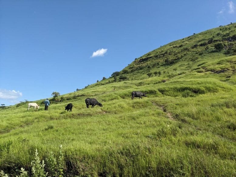 Old Growth Savanna in Western Maharashtra
