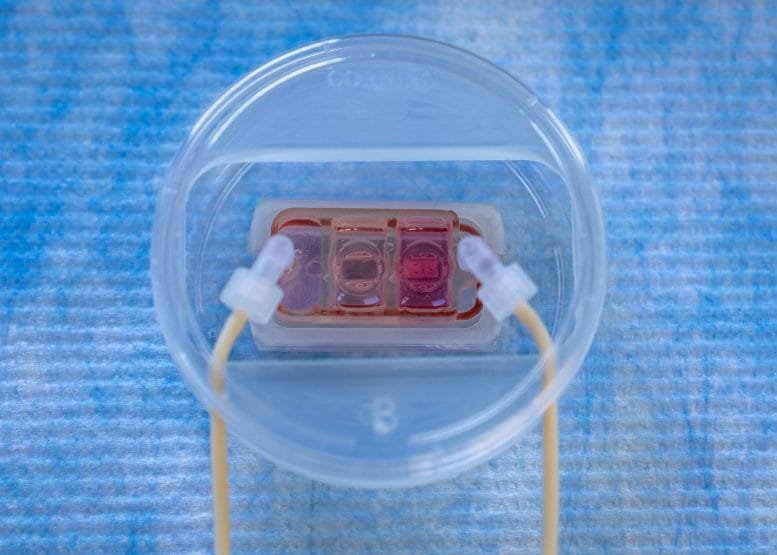 Organ on a Chip