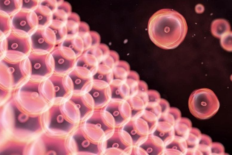 Pink Skin Cells Illustration