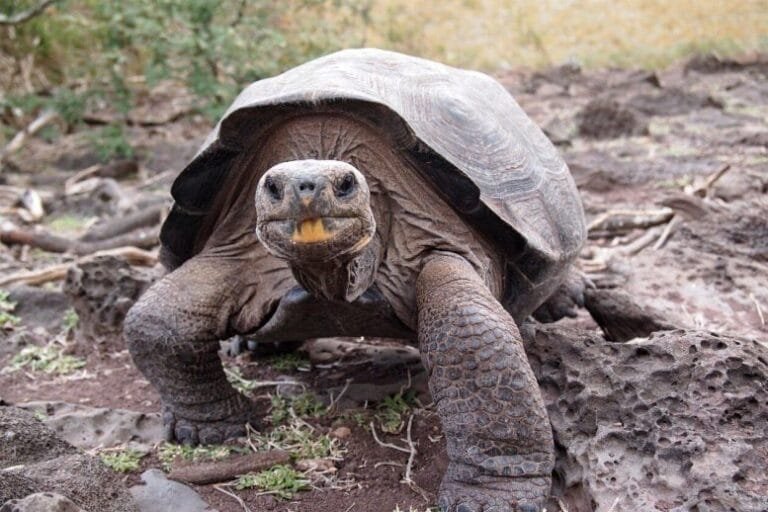 Pesquisadores identificam linhagens extintas de tartarugas gigantes