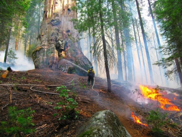 Queimadas controladas ajudam a preservar sequoias gigantes