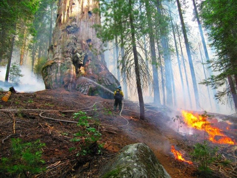 Prescribe Fire Giant Sequoia 2009