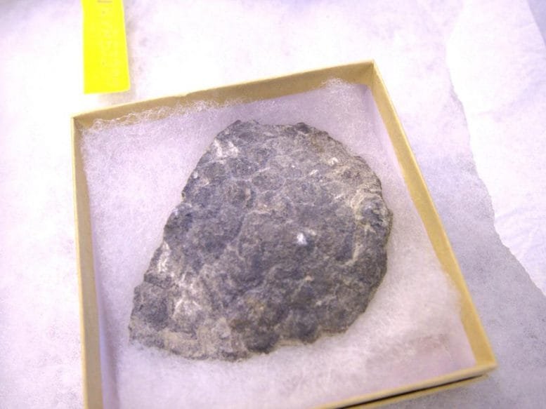 Preserved Edmontosaurus Scales
