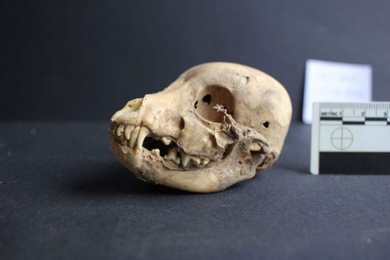 Arqueólogos descobrem cão pelado de 1.200 anos no Peru