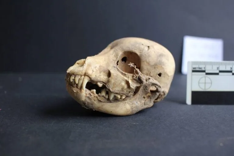 Arqueólogos descobrem cão pelado de 1.200 anos no Peru