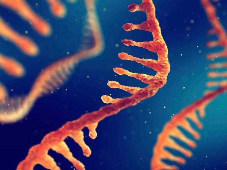 Excesso de RNA pode comprometer energia celular, aponta estudo