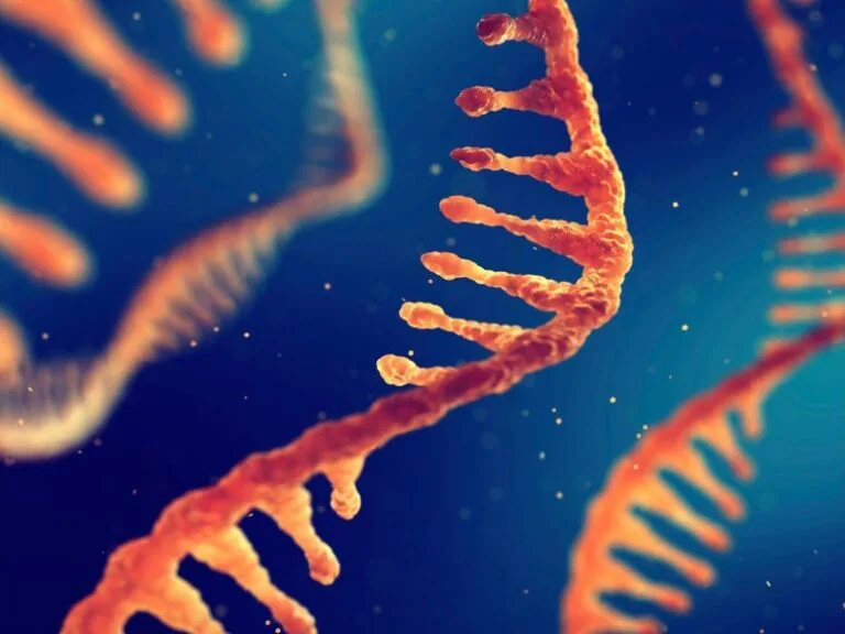 Excesso de RNA pode comprometer energia celular, aponta estudo