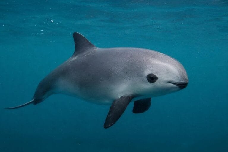 Pesquisadores digitalizam esqueleto da vaquita em risco de extinção
