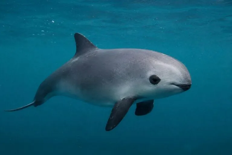 Pesquisadores digitalizam esqueleto da vaquita em risco de extinção