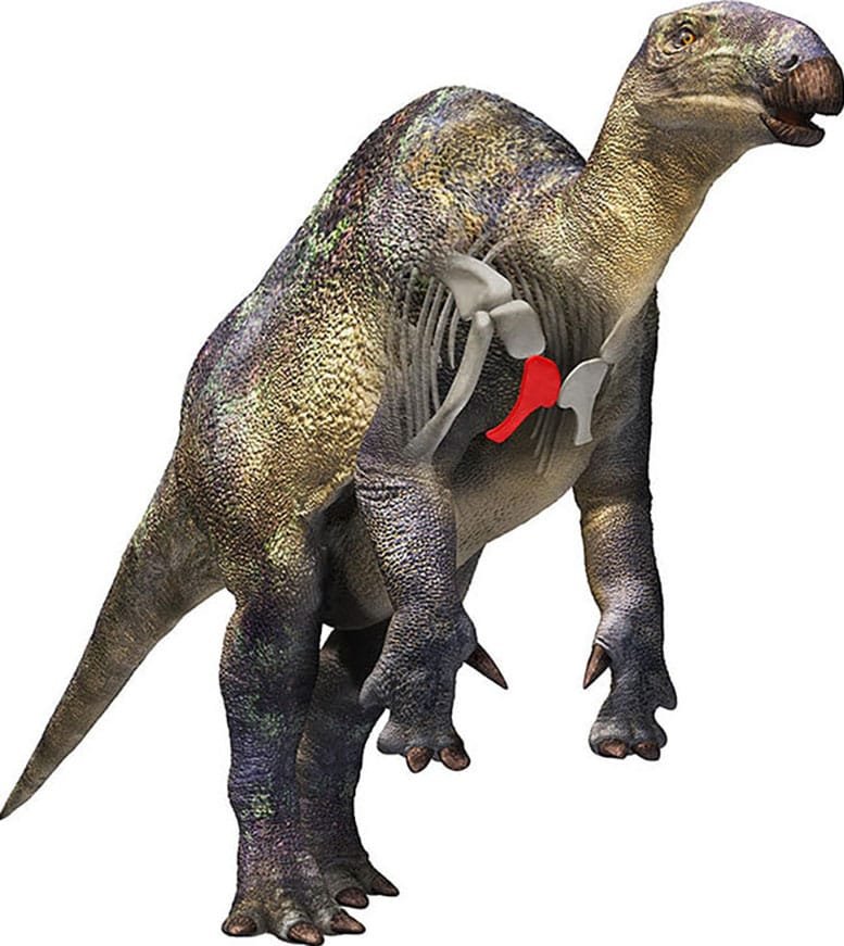 Reconstruction of the Iguanodontian (Styracosternan) From Iwaki City, Fukushima Prefecture
