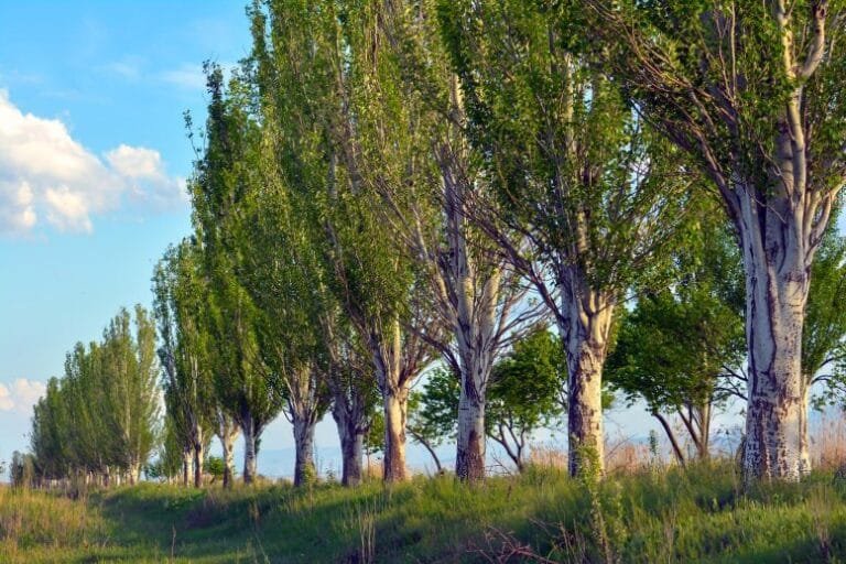Pesquisadores descobrem que árvores têm ‘músculo’ oculto