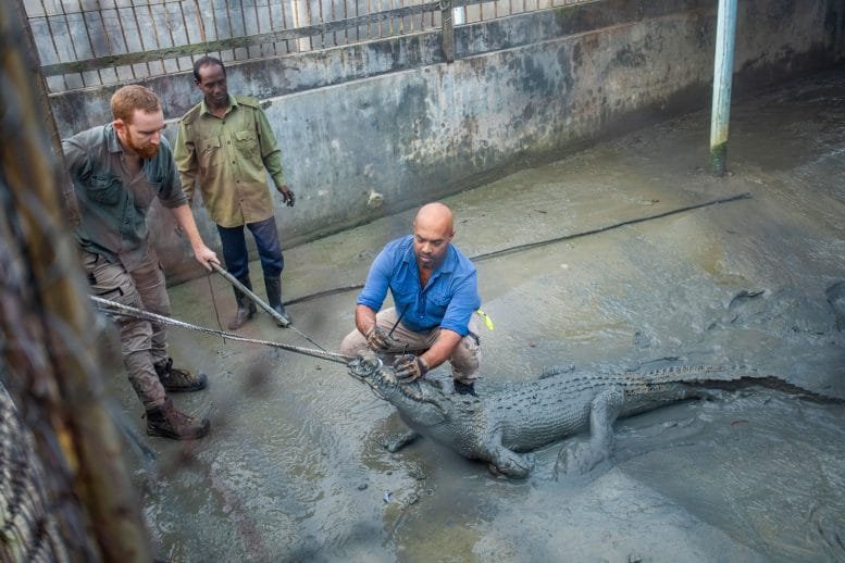Ru Somaweera Tagging Saltwater Crocodile