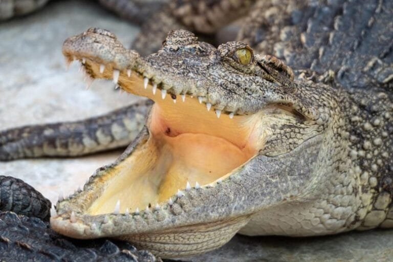 Crocodilos criados em cativeiro se adaptam bem após liberação