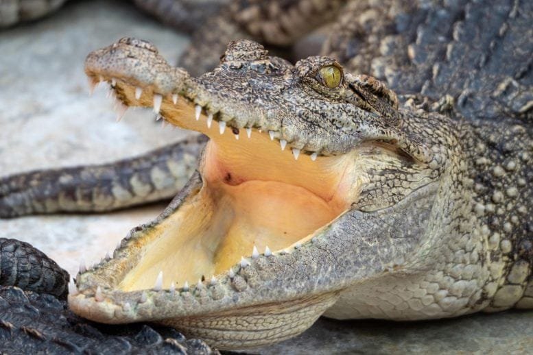 Saltwater Crocodile Mouth Open