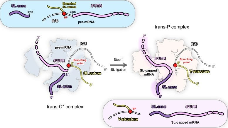 Schematic Representation of Stage II of Trans Splicing via Spliced Leader