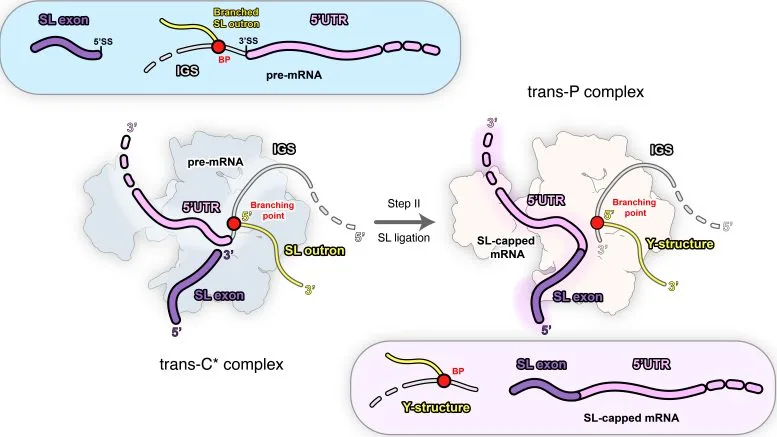 Schematic Representation of Stage II of Trans Splicing via Spliced Leader