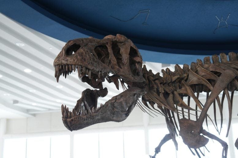 Scotty Largest T rex Fossil