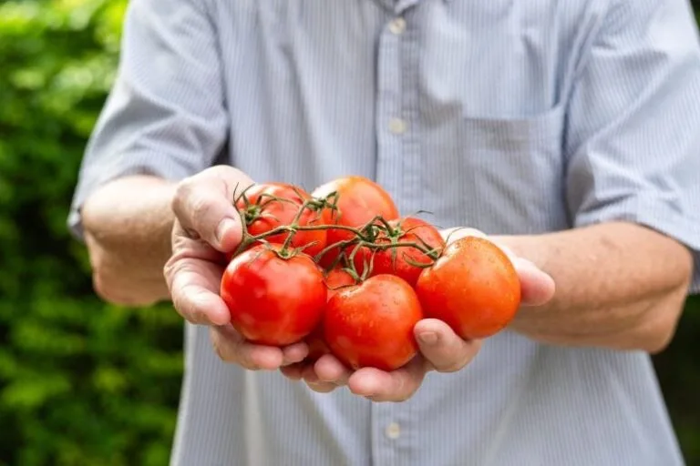 Estudo revela ingrediente oculto em tomates que beneficia fígado
