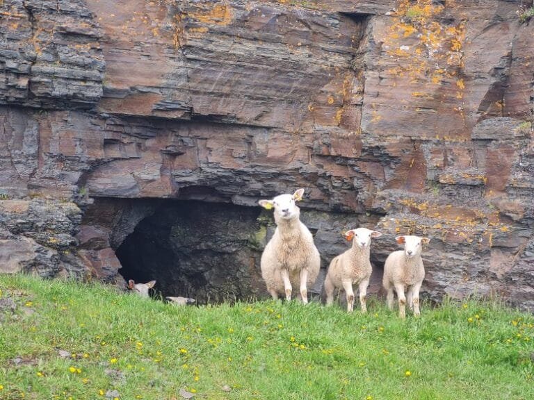 Fóssil de animal antigo é encontrado na Noruega