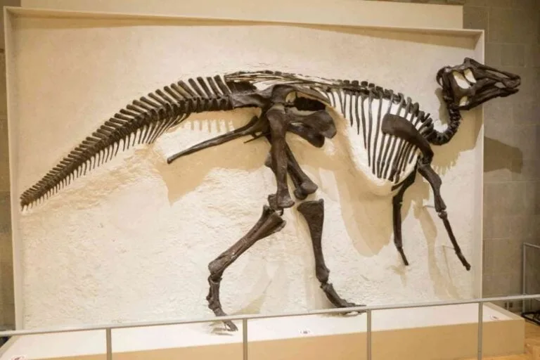 Cientistas descobrem primeiras pegadas de dinossauros no Canadá