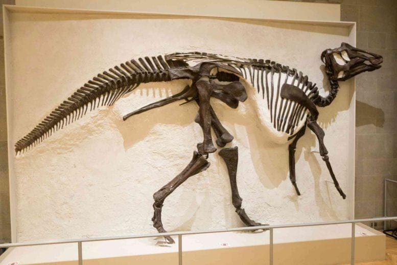 Skeleton of a Hadrosaur Duck Billed Dinosaur
