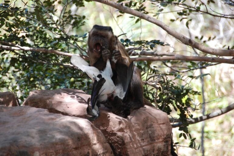 Macacos-capuchinhos caçam quando frutas escasseiam, diz estudo