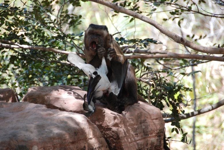 Small Vertebrate Consumption by Capuchin Monkeys