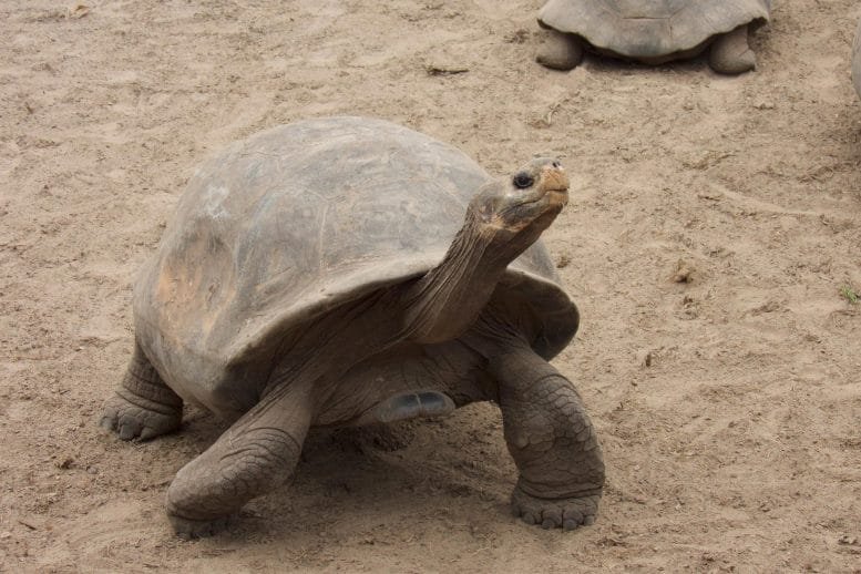 Southern Isabela Giant Tortoise