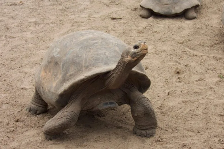 Southern Isabela Giant Tortoise