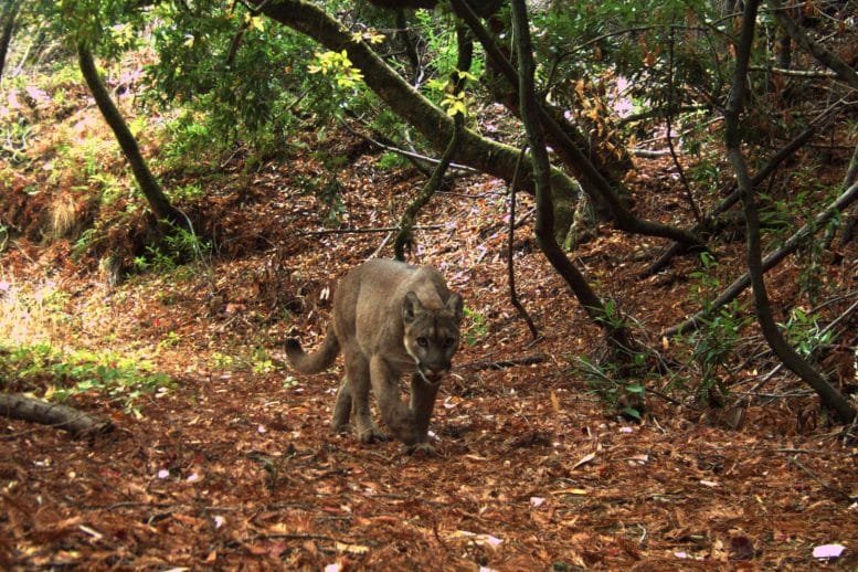 Stanford Jasper Ridge Biological Preserve Mountain Lion