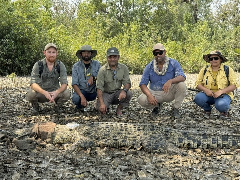 The Research Team With a Saltwater Crocodile Being Released Into the Wild