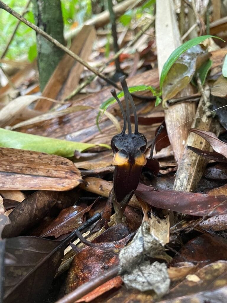 Thismia Daemona Among Leaf Litter