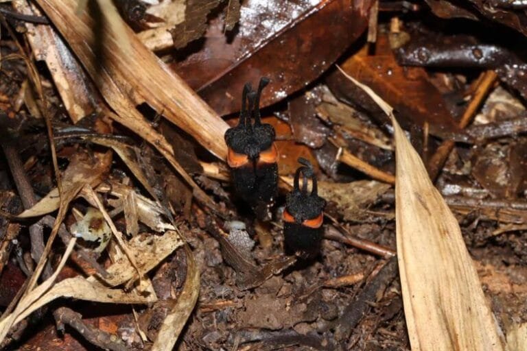 Cientistas descobrem nova planta chamada flor do diabo na Tailândia