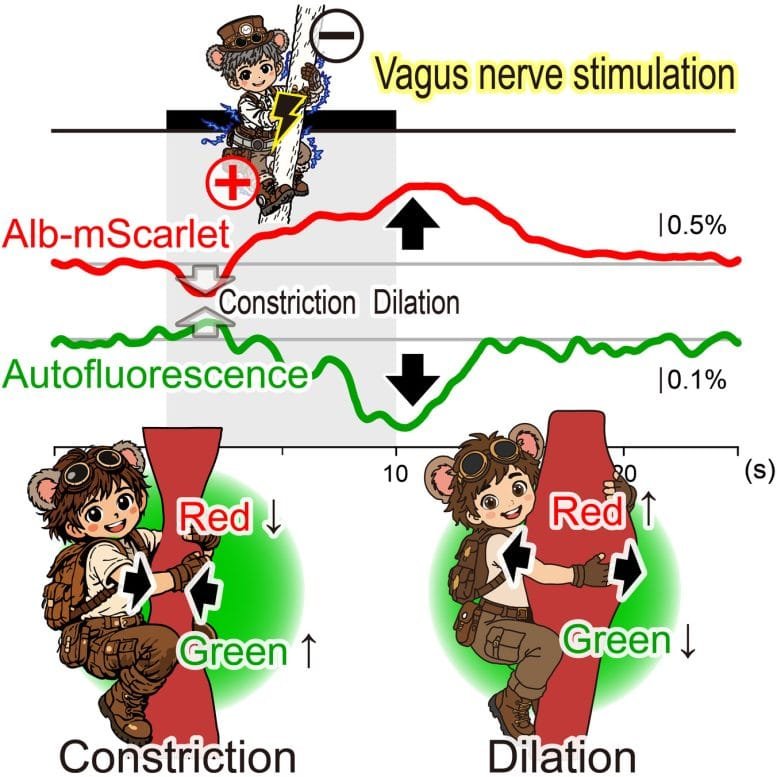 Vagus Nerve Stimulation Produces Biphasic Vascular Response