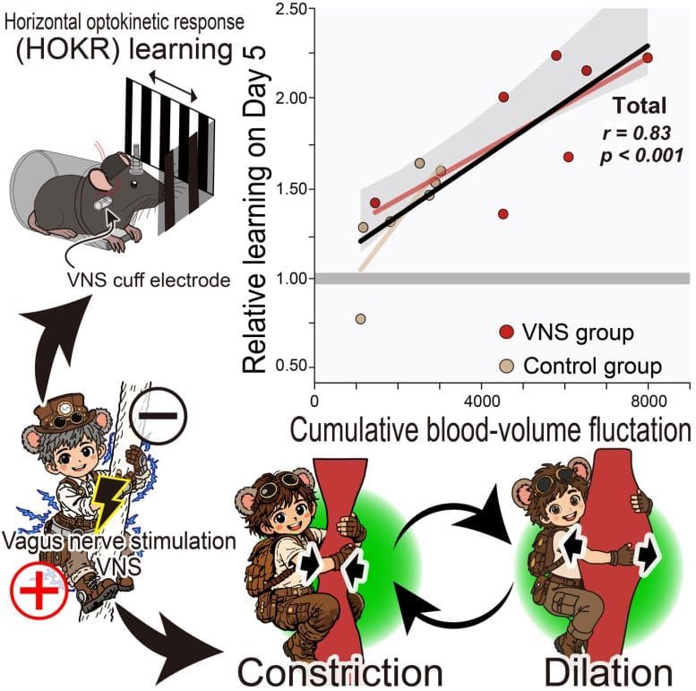 Vascular Oscillations Associated With Stronger Long Term Learning