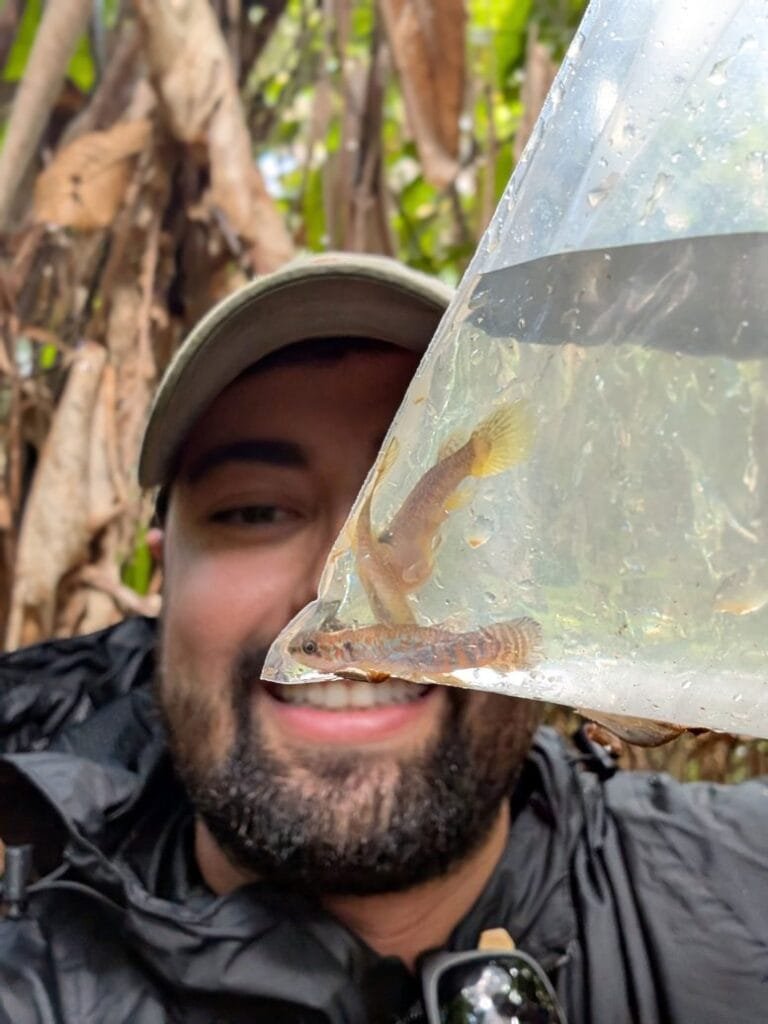 Pesquisadores identificam novo peixe na Amazônia brasileira