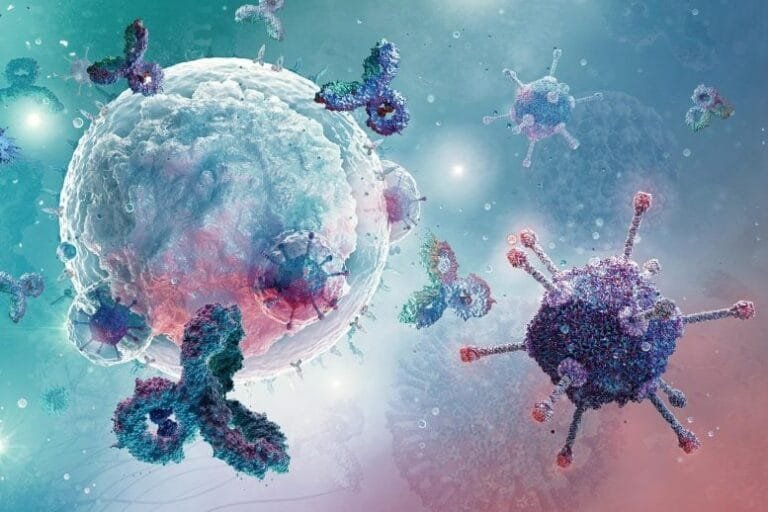 Estudo revela complexidade do envelhecimento do sistema imunológico