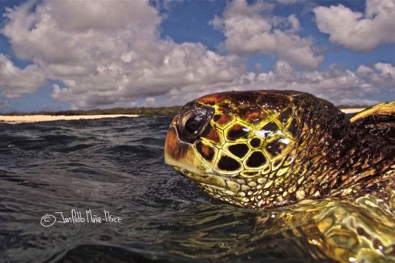 Yellow Morph Green Turtle Close Up