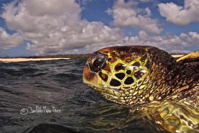 Yellow Morph Green Turtle Close Up